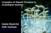 Genomics of Natural Variation in Arabidopsis thaliana Justin Borevitz Salk Institute naturalvariation.org.