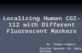 Localizing Human CGI-112 with Different Fluorescent Markers By: Thomas Lampert Faculty Sponsor: Dr. Nancy Bachman.