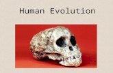 Human Evolution. The Evolutionary Path to Humans Begins with Early Primates The story of human evolution begins around 65 M.Y.A. This time marks the explosive.
