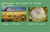 Farming in Minnesota Seeds form spirals Sunflowers are grown in fields for seeds.