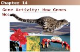 Chapter 14 Gene Activity: How Genes Work 14.1 The Function of Genes Genes are segments of DNA that specify amino acids in a protein  Sir Archibald Garrod.