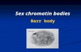 Sex chromatin bodies Barr body. OrganismNo. chromosomes Human46 Human46 Chimpanzee48 Chimpanzee48 Dog78 Dog78 Horse64 Horse64 Chicken78 Chicken78 Goldfish94.