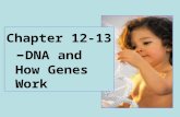 Chapter 12-13 – DNA and How Genes Work. What is transforming agent? DNA or protein? Avery, MacLeod and McCarty.