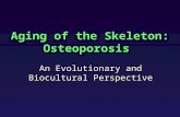 Aging of the Skeleton: Osteoporosis An Evolutionary and Biocultural Perspective.