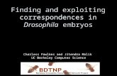 Finding and exploiting correspondences in Drosophila embryos Charless Fowlkes and Jitendra Malik UC Berkeley Computer Science.