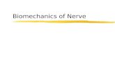 Biomechanics of Nerve. Spinal Peripheral Nerves zNerve fibers z Connective tissue zVascular structures.
