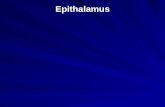 Epithalamus. Epithalamus 1-Habenular triangle and commisure 2- Pineal gland 3- Posterior commisure 4-Subcommisural organ.