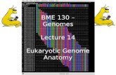 BME 130 – Genomes Lecture 14 Eukaryotic Genome Anatomy.