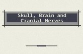 Skull, Brain and Cranial Nerves. Skull Part of Axial Skeleton Cranial bones = cranium Enclose and protect brain Attachment for head + neck muscles Facial.