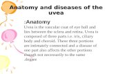 Anatomy and diseases of the uvea Anatomy: Uvea is the vascular coat of eye ball and lies between the sclera and retina. Uvea is composed of three parts.