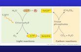 Rubisco (Triose-phosphate) CALVIN CYCLE: NET REACTION 6CO 2 + 11H 2 0 + 12 NADPH + 18ATP  Fructose-6-phosphate + 12 NADP + + 6H + + 18ADP 17 P.