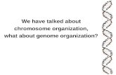 We have talked about chromosome organization, what about genome organization?