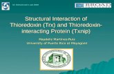 Structural Interaction of Thioredoxin (Trx) and Thioredoxin- interacting Protein (Txnip) Haydeliz Martínez-Ruiz University of Puerto Rico at Mayagüez Dr.