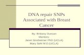 By: Brittany Duncan Mentors: Janet Sinsheimer PhD (UCLA) Mary Sehl M.D.(UCLA) DNA repair SNPs Associated with Breast Cancer.