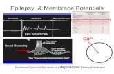 Epilepsy & Membrane Potentials Ca 2+ depolarized Excessive Calcium influx leads to a depolarized Resting Membrane EEG WAVEFORM Neural Recording