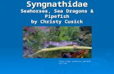 Syngnathidae Seahorses, Sea Dragons & Pipefish by Christy Cusick .