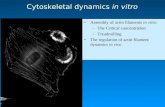 Cytoskeletal dynamics in vitro Assembly of actin filaments in vitro –The Critical concentration –Treadmilling The regulation of actin filament dynamics.