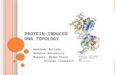 P ROTEIN - INDUCED DNA T OPOLOGY Kathleen McClain Hofstra University Mentors: Wilma Olson Nicolas Clauvelin Methylase from HAEIII Covalently Bound to DNA.