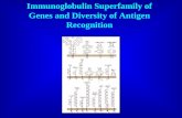 Immunoglobulin Superfamily of Genes and Diversity of Antigen Recognition.