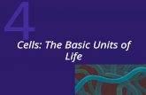 4 Cells: The Basic Units of Life. 4 The Cell: The Basic Unit of Life The cell theory states that:  Cells are the fundamental units of life.  All organisms.