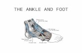 THE ANKLE AND FOOT. BONES A. Tibia –1. condyle (lateral and medial) –2. tibial tuberosity –3. medial malleolus B. Fibula –1. head –2. lateral malleolus.