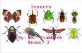 Insects By: Ms. Stabbert Grade: 3. Which part of an insect doesn’t belong? Kit Kat thoraxabdomen head.