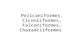 Pelicaniformes, Ciconiiformes, Falconiformes, Charadriiformes.