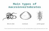 Main types of macroinvertebrates Worm-like mollusk arthropod Pictures reprinted with permission from Leska Fore, King County RegionalWater Quality, Leska.