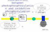 Similarities between photophosphorylation and oxidative phosphorylation e-e- Proton pump ATP synthase H+H+ H+H+ H+H+ H+H+ H+H+ H+H+ ADP+Pi ATP e-e- e-e-