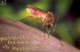1. Mosquito-borne Diseases Western equine encephalitis and St. Louis encephalitis Both have occurred in Washington but no reported cases since early 1980â€™s