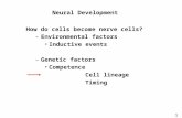 Neural Development 1 How do cells become nerve cells? –Environmental factors Inductive events –Genetic factors Competence Cell lineage Timing.