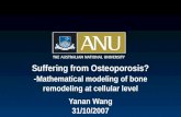 Suffering from Osteoporosis? - Mathematical modeling of bone remodeling at cellular level Yanan Wang 31/10/2007.