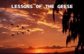 LESSONS OF THE GEESE. In the fall when you see geese heading south for the winter flying along in the "V" formation,