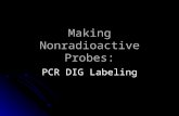 Making Nonradioactive Probes: PCR DIG Labeling. Broad and Long Term Objective To determine the copy number of Myb transcription factor genes in the genome.