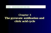 第三节 丙酮酸氧化脱羧与三羧酸循环 Chapter 3 The pyruvate oxidization and citric acid cycle.