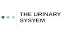 THE URINARY SYSYEM. THE URINARY SYSTEM Paired kidneys form the urine from the blood Ureters that convey the urine from the kidneys to the bladder The.