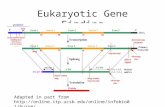 Eukaryotic Gene Finding Adapted in part from