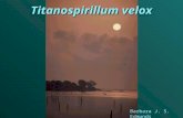 Titanospirillum velox Barbara J. S. Edmunds. Not Titanospirillum velox!