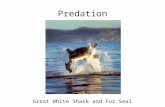 Predation Great White Shark and Fur Seal. Other Plant Defenses Include: mechanical defenses - plant thorns and spines deter many vertebrate herbivores,