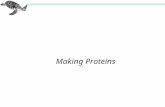 Making Proteins. TRANSLATION TRANSCRIPTION Protein mRNA Cytoplasm mRNA DNA Nucleus Information storage Information carrier Active cell machinery Central.