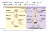 Mitosis produces two identical daughter cells, but meiosis produces 4 very different cells. Copyright © 2002 Pearson Education, Inc., publishing as Benjamin.