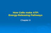 How Cells make ATP: Energy-Releasing Pathways How Cells make ATP: Energy-Releasing Pathways Chapter 8.