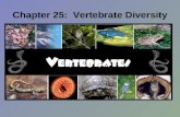 Chapter 25: Vertebrate Diversity. 25.1: Vertebrate Origins Words to Know: Chordate, Notochord, Endoskeleton.