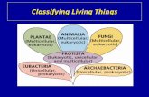 Classifying Living Things. The Six Kingdoms Let us name the six kingdoms: 1. 2. 3. 4. 5. 6. Archaebacteria Eubacteria Protista Fungi Plantae Animalia.