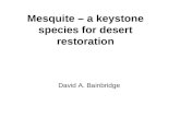Mesquite – a keystone species for desert restoration David A. Bainbridge.