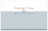 POWER FOR LIFE’S PROCESSES Energy Flow. Producers Sunlight is the primary source of energy source for life on earth. Plants, algae, and some bacteria.