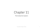 Chapter 11 The Endocrine System Human Anatomy & Physiology - P. Wilson1.