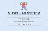 MUSCULAR SYSTEM 7 TH GRADE Prentice Hall textbook CH 1/Section 4.