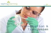 Transcription & Translation Biology 6(C). Learning Objectives Describe how DNA is used to make protein Explain process of transcription Explain process.