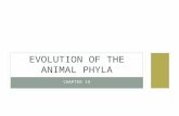 CHAPTER 19 EVOLUTION OF THE ANIMAL PHYLA. GENERAL FEATURES OF ANIMALS Animals share many important characteristics, such as they: are heterotrophs are.